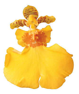 포토 JPG 식물 꽃잎 꽃 화초 컬러 한송이 누끼 사람없음 노란색 난초 난초꽃 양란 국내포토 1 송이 파일형식