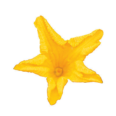 포토 JPG 식물 꽃잎 꽃 화초 컬러 한송이 호박 누끼 사람없음 노란색 호박꽃 국내포토 1 채소 송이 파일형식