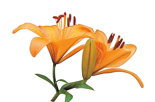 포토 JPG 식물 꽃 화초 컬러 누끼 사람없음 주황색 꽃술_꽃 백합 두송이 나리 나리꽃 참나리 국내포토 2 파일형식