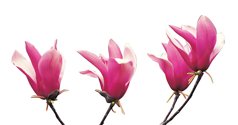 포토 JPG 식물 계절 꽃 화초 컬러 여러송이 봄꽃 꽃나무 누끼 사람없음 봄 나뭇가지 자주색 목련 꽃대 자목련 국내포토 나무 다수 파일형식