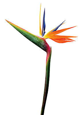 포토 JPG 식물 꽃잎 꽃 화초 컬러 한송이 누끼 사람없음 노란색 꽃대 국내포토 1 송이 파일형식