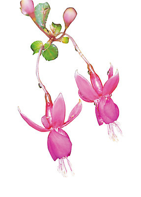 포토 JPG 식물 꽃 화초 분홍색 컬러 잎 누끼 사람없음 물방울 이슬 두송이 봉오리 몽오리 국내포토 2 파일형식