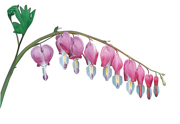 포토 JPG 식물 꽃 화초 줄기 분홍색 컬러 여러송이 누끼 사람없음 금낭화 꽃대 국내포토 다수 파일형식