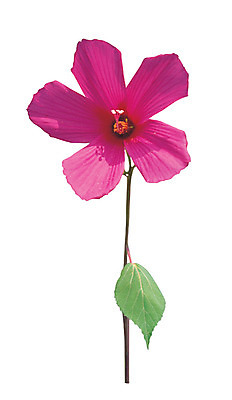 포토 JPG 식물 꽃 화초 분홍색 컬러 잎 한송이 누끼 사람없음 부용 부용꽃 국내포토 1 송이 파일형식