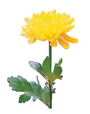 포토 JPG 식물 꽃 화초 컬러 한송이 국화 누끼 사람없음 노란색 대국 국내포토 1 송이 파일형식