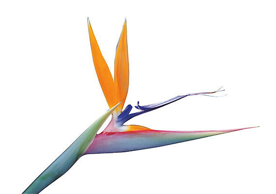 포토 JPG 식물 꽃잎 꽃 화초 컬러 한송이 누끼 사람없음 노란색 꽃대 국내포토 1 송이 파일형식