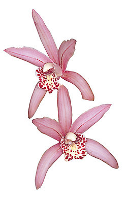 포토 JPG 식물 꽃 화초 분홍색 컬러 누끼 사람없음 난초 두송이 난초꽃 양란 국내포토 2 파일형식