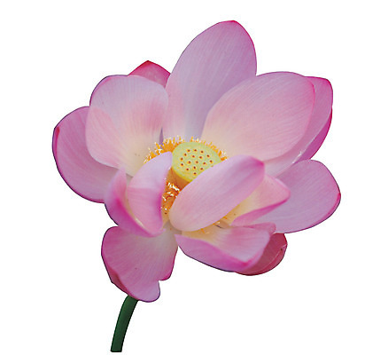 포토 JPG 식물 꽃잎 꽃 화초 분홍색 컬러 한송이 연꽃 누끼 사람없음 수중동물 꽃술_꽃 수중식물 국내포토 동물 1 송이 파일형식