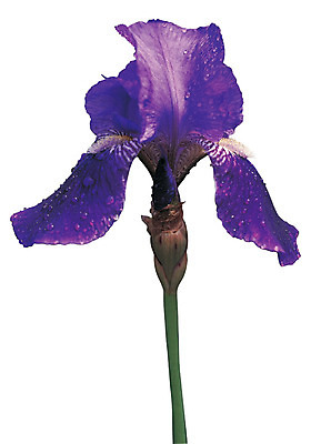 포토 JPG 식물 꽃 화초 컬러 한송이 누끼 사람없음 물 보라색 젖음 촉촉함 물방울 아이리스 붓꽃 국내포토 자연요소 1 송이 파일형식