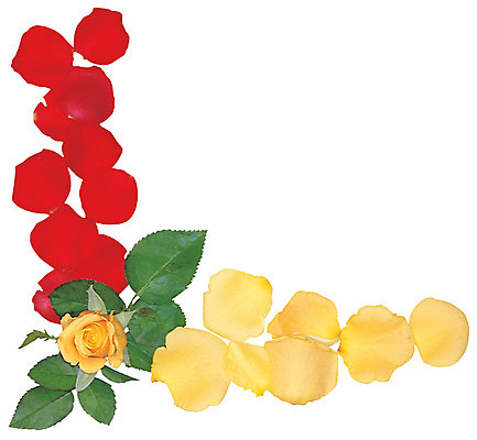 포토 JPG 식물 꽃잎 꽃 화초 컬러 잎 한송이 프레임 틀 누끼 사람없음 장식 빨간색 장미 노란색 가장자리 꽃꽂이 코사지 국내포토 1 장신구 둘레 원예 송이 파일형식