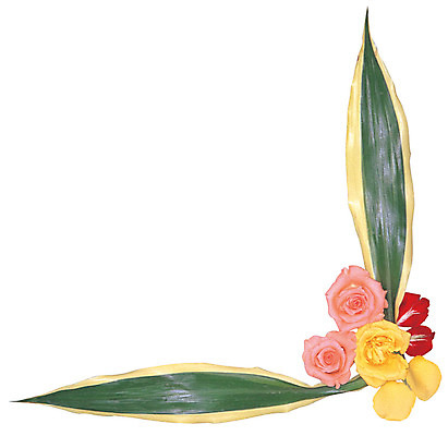 포토 JPG 식물 꽃잎 꽃 화초 분홍색 컬러 여러송이 잎 나뭇잎 프레임 틀 누끼 사람없음 장식 장미 노란색 가장자리 꽃꽂이 코사지 국내포토 다수 장신구 둘레 원예 파일형식