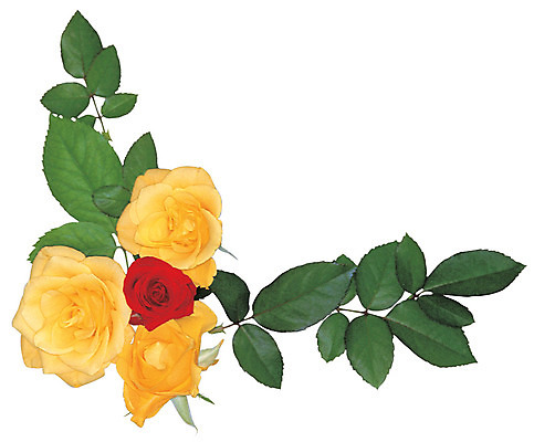 포토 JPG 식물 꽃 화초 컬러 여러송이 잎 프레임 틀 누끼 사람없음 장식 빨간색 장미 노란색 가장자리 꽃꽂이 코사지 국내포토 다수 장신구 둘레 원예 파일형식