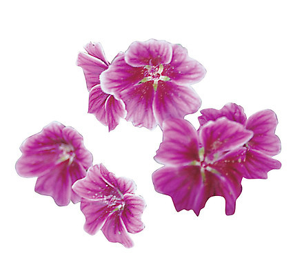 포토 JPG 식물 꽃잎 꽃 화초 컬러 여러송이 누끼 사람없음 자주색 아욱 아욱꽃 국내포토 다수 파일형식