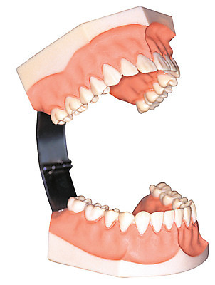 포토 JPG 신체 의학 인체모형 의료기기 실내 치과 병원 누끼 사람없음 치료 한개 모형 기계 기구 도구 의료용품 치아 오브젝트 치과용품 신경 틀니 잇몸 국내포토 1 내부 소화기관 파일형식