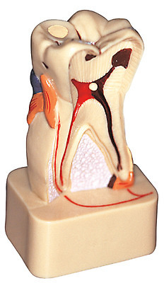 포토 JPG 신체 의학 인체모형 의료기기 실내 누끼 사람없음 치료 한개 모형 기계 기구 도구 의료용품 치아 오브젝트 치과용품 신경 어금니 국내포토 1 내부 소화기관 파일형식