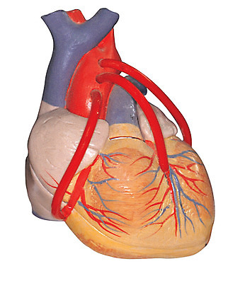 포토 JPG 신체 인체모형 의료기기 실내 병원 누끼 사람없음 치료 한개 모형 기계 기구 도구 심장 내장 의료용품 장기 오브젝트 혈관 국내포토 1 의학 내부 장기_의학 파일형식