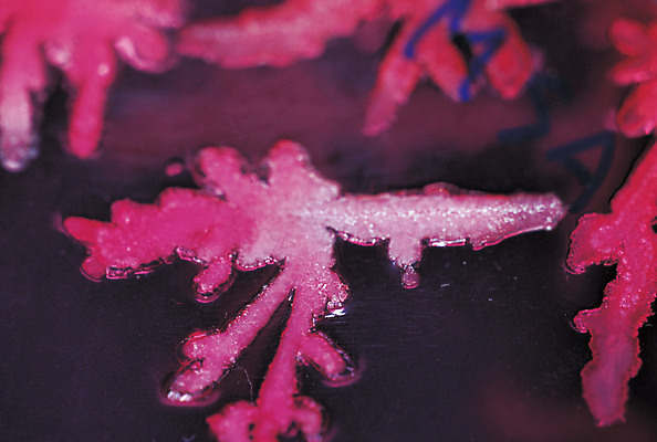 포토 JPG 컬러 의학 생명 병원 실험기구 실험 근접촬영 사람없음 라이프 아웃포커스 치료 빨간색 도구 관찰 질병 생명공학 박테리아 균 샬레 국내포토 뷰포인트 과학 모션 촬영기법 생활 파일형식