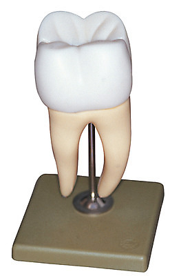 포토 JPG 신체 의학 인체모형 의료기기 실내 치과 병원 누끼 사람없음 치료 한개 모형 기계 기구 도구 의료용품 치아 오브젝트 치과용품 어금니 국내포토 1 내부 소화기관 파일형식