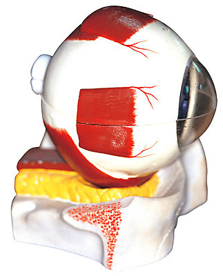 포토 JPG 신체 의학 인체모형 의료기기 실내 병원 누끼 사람없음 치료 한개 모형 기계 기구 도구 내장 의료용품 장기 오브젝트 혈관 안과 안구 국내포토 1 내부 신체부위 장기_의학 파일형식