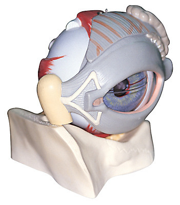 포토 JPG 신체 의학 인체모형 의료기기 실내 병원 누끼 사람없음 치료 한개 모형 기계 기구 도구 내장 의료용품 장기 눈동자 오브젝트 안과 안구 국내포토 1 내부 신체부위 눈_신체부위 파일형식
