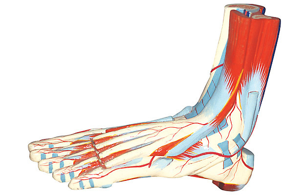 포토 JPG 신체 의학 인체모형 의료기기 발 근육 골격 실내 병원 누끼 사람없음 치료 한개 모형 기계 기구 도구 의료용품 오브젝트 혈관 국내포토 1 내부 신체부위 장기_의학 파일형식