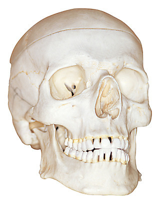 포토 JPG 얼굴 신체 인체모형 의료기기 해골 사람모양 실내 누끼 사람없음 앞모습 치료 한개 머리 모형 기계 기구 도구 의료용품 오브젝트 두상 해골모형 국내포토 모양 1 뷰포인트 의학 뼈 내부 신체부위 파일형식
