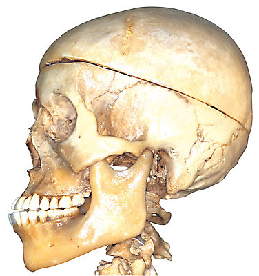 포토 JPG 얼굴 신체 인체모형 의료기기 해골 사람모양 실내 누끼 사람없음 옆모습 치료 한개 머리 모형 기계 기구 도구 의료용품 오브젝트 두상 해골모형 국내포토 모양 1 뷰포인트 의학 뼈 내부 신체부위 파일형식