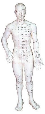 포토 JPG 신체 인체모형 의료기기 사람모양 실내 누끼 사람없음 앞모습 치료 한개 모형 기계 한의학 기구 도구 의료용품 마네킹 오브젝트 한방용품 국내포토 모양 1 뷰포인트 의학 내부 파일형식