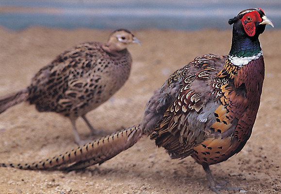 포토 JPG 주간 동물 척추동물 야생동물 한쌍 두마리 조류 사람없음 야외 옆모습 아웃포커스 암컷 깃털 수컷 꼬리 꿩 까투리 꽁지 국내포토 자연요소 뷰포인트 2 촬영기법 파일형식