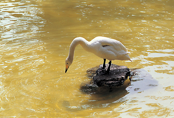 포토 JPG 주간 동물 척추동물 한마리 컬러 조류 오리 서기 사람없음 야외 물 강 가축 돌_바위 바위 흰색 연못 거위 물새 국내포토 자연요소 1 모션 파일형식