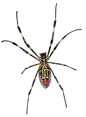 포토 JPG 동물 한마리 곤충 무늬 절지류 누끼 사람없음 다리 벌레 거미 국내포토 1 신체부위 파일형식