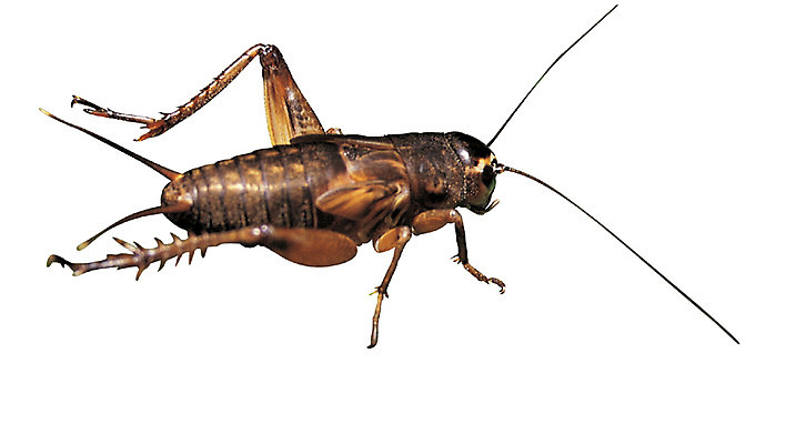 포토 JPG 동물 한마리 컬러 곤충 절지류 누끼 사람없음 옆모습 갈색 다리 벌레 더듬이 귀뚜라미 국내포토 1 뷰포인트 신체부위 파일형식