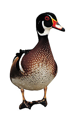 포토 JPG 동물 척추동물 한마리 야생동물 조류 오리 서기 누끼 사람없음 수중동물 물새 청둥오리 국내포토 1 모션 파일형식