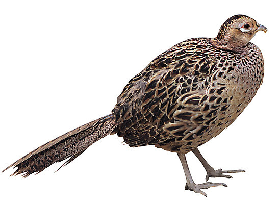 포토 JPG 동물 척추동물 한마리 야생동물 조류 서기 누끼 사람없음 옆모습 암컷 깃털 꼬리 꿩 까투리 꽁지 국내포토 1 뷰포인트 모션 파일형식