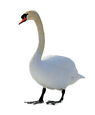 포토 JPG 동물 척추동물 한마리 컬러 조류 오리 서기 누끼 사람없음 가축 흰색 거위 물새 국내포토 1 모션 파일형식