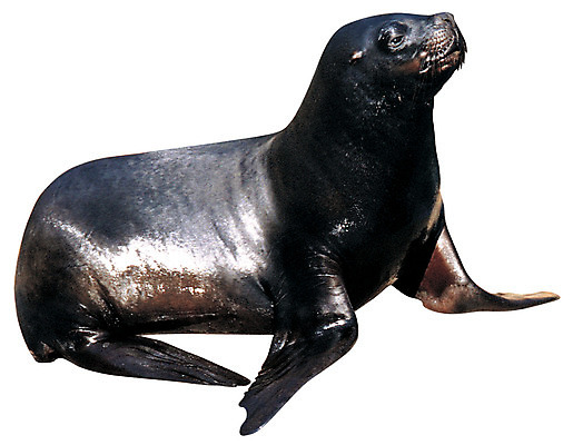 포토 JPG 동물 척추동물 한마리 포유류 누끼 사람없음 바다동물 수중동물 물개 육식동물 바다사자 국내포토 1 바다 파일형식