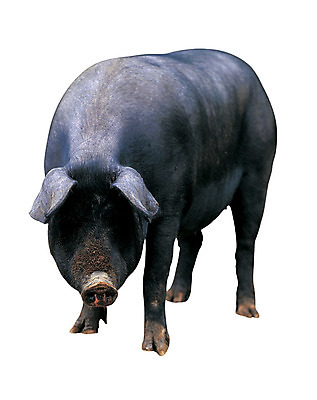포토 JPG 동물 척추동물 한마리 육지동물 컬러 포유류 서기 누끼 사람없음 검은색 가축 돼지 흑돼지 아프리카돼지열병 국내포토 1 모션 파일형식 돼지전염병