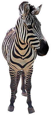 포토 JPG 동물 척추동물 한마리 육지동물 야생동물 무늬 포유류 초식동물 서기 누끼 사람없음 앞모습 줄무늬 말_동물 얼룩말 국내포토 1 뷰포인트 모션 파일형식