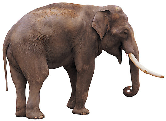 포토 JPG 동물 척추동물 한마리 육지동물 야생동물 컬러 포유류 초식동물 코끼리 서기 누끼 사람없음 옆모습 회색 상아 국내포토 1 뷰포인트 모션 파일형식