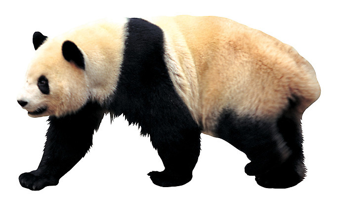 포토 JPG 동물 척추동물 한마리 육지동물 야생동물 이동 곰 포유류 누끼 사람없음 옆모습 걷기 판다 국내포토 1 뷰포인트 컨셉 모션 파일형식