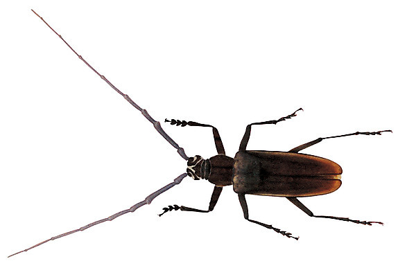 포토 JPG 동물 한마리 컬러 곤충 절지류 누끼 사람없음 하이앵글 갈색 다리 딱정벌레 더듬이 하늘소 국내포토 1 뷰포인트 신체부위 파일형식