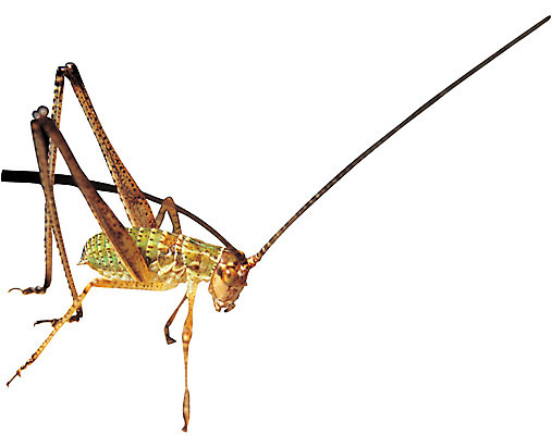 포토 JPG 동물 한마리 곤충 절지류 누끼 사람없음 옆모습 다리 벌레 더듬이 여치 국내포토 1 뷰포인트 신체부위 파일형식