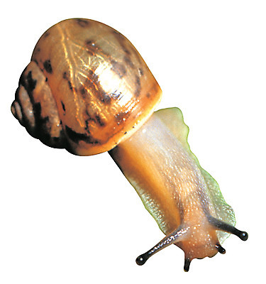 포토 JPG 동물 한마리 육지동물 연체동물 무척추동물 누끼 사람없음 소라 달팽이 더듬이 등껍질 국내포토 1 어패류 파일형식