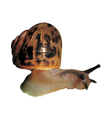 포토 JPG 동물 한마리 육지동물 연체동물 무척추동물 누끼 사람없음 소라 달팽이 더듬이 등껍질 국내포토 1 어패류 파일형식