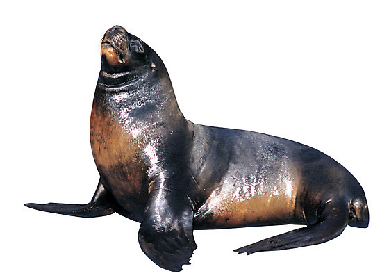 포토 JPG 동물 척추동물 한마리 포유류 누끼 사람없음 바다동물 수중동물 물개 육식동물 바다사자 국내포토 1 바다 파일형식