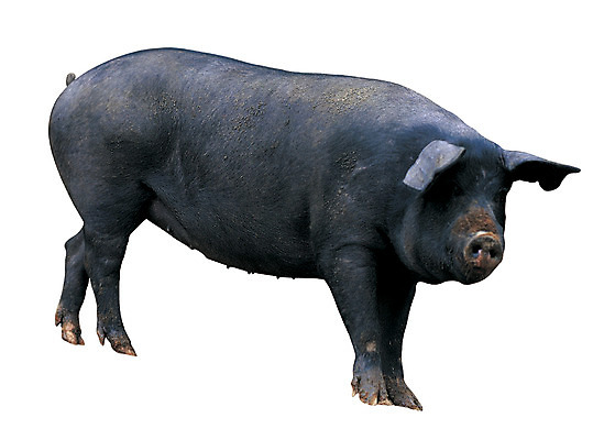포토 JPG 동물 척추동물 한마리 육지동물 컬러 포유류 서기 누끼 사람없음 옆모습 검은색 가축 돼지 흑돼지 아프리카돼지열병 국내포토 1 뷰포인트 모션 파일형식 돼지전염병