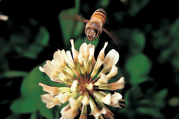 포토 JPG 주간 식물 동물 한마리 꽃 화초 여러송이 곤충 절지류 자연 근접촬영 사람없음 야외 아웃포커스 비행 벌레 꿀벌 날갯짓 꿀 벌꿀 일벌 국내포토 자연요소 1 뷰포인트 다수 촬영기법 벌_곤충 생태계 파일형식