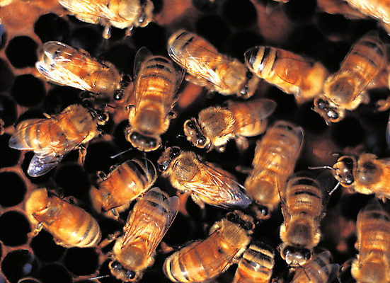 포토 JPG 동물 곤충 절지류 여러마리 자연 근접촬영 사람없음 벌레 꿀벌 꿀 벌집 벌꿀 벌떼 일벌 국내포토 뷰포인트 다수 벌_곤충 생태계 파일형식