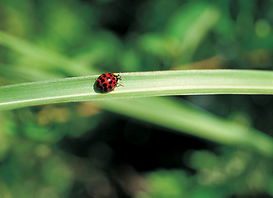 포토 JPG 주간 식물 동물 한마리 곤충 잎 절지류 자연 사람없음 야외 아웃포커스 초록색 풀 풀잎 벌레 딱정벌레 무당벌레 점박이 국내포토 자연요소 1 컬러 촬영기법 풀_식물 생태계 파일형식