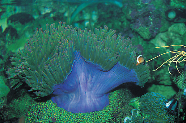 포토 JPG 동물 바다 자연 어류 사람없음 야외 바닷속 해저 수중 바다동물 수중동물 산호 자포동물 산호초 열대어 생태계 수중사진 국내포토 수중식물 파일형식